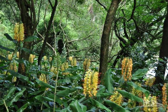 Muitas flores nos bosques e jardins do parque Salus, na região de Minas, no Uruguai